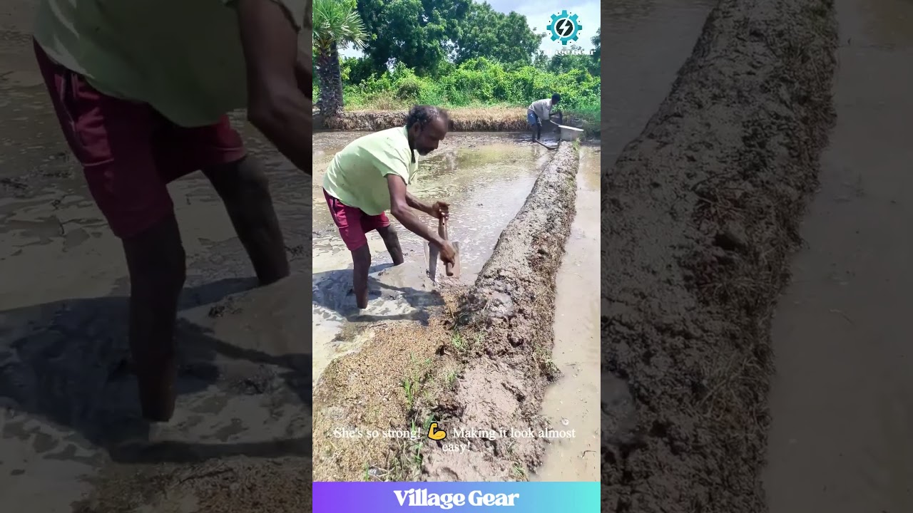 These Farmers are Built DIFFERENT! 💪 Pure Grit and MUD Power in the Rice Paddies! #farming #rice