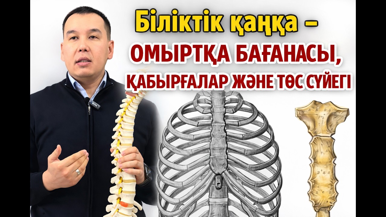 Біліктік қаңқа - омыртқа бағанасы, қабырғалар және төс сүйегі. Анатомия (теория+практика) #anatomy