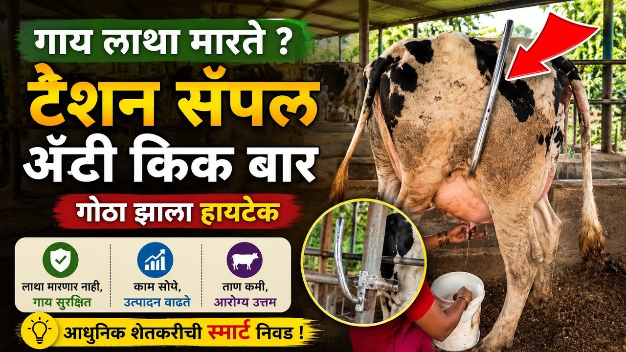 Anti kick bar on cow demo - गाई लाथ मारत असेल तर किक बार वापरून कस लाथ थांबवायची पाहा सविस्तर