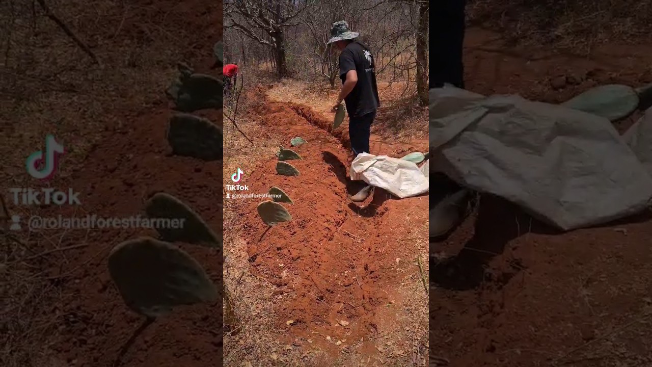 Waterharvesting with swales and planting of water with non-invasive spineless nopal cactusses