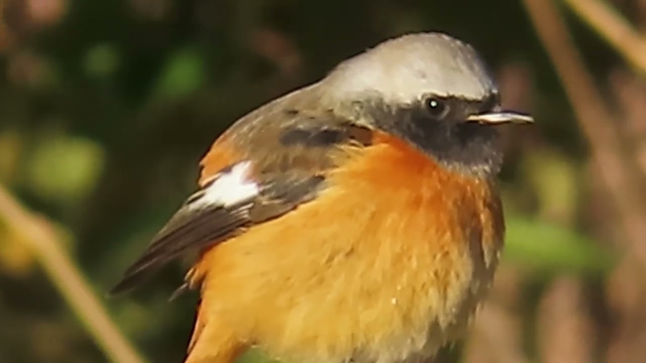 ジョウビタキ_109_癒し_新横浜公園_Daurian Redstart_4K