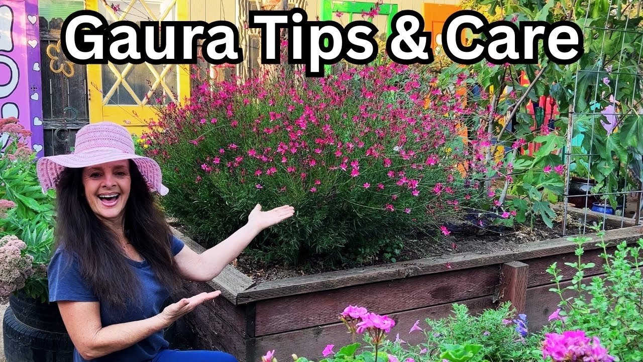 How to Grow GUARA (Wandflower)