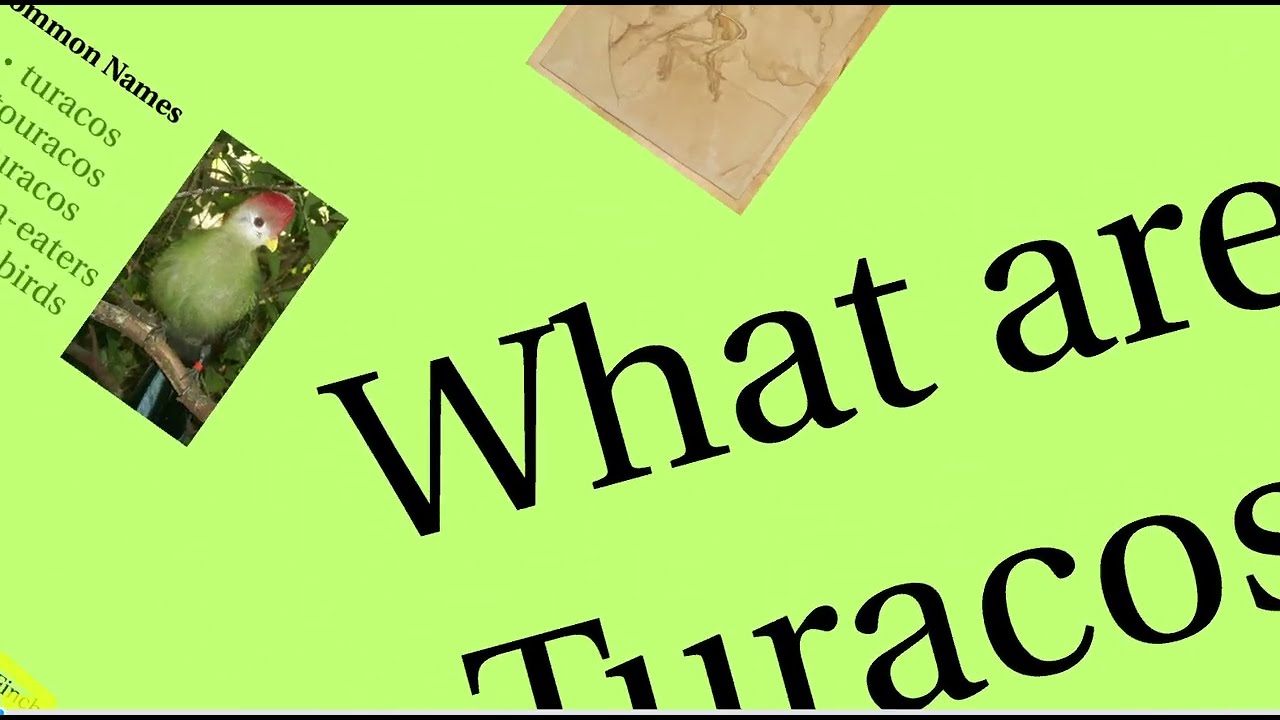 Turacos in Aviculture Prezi Presentation