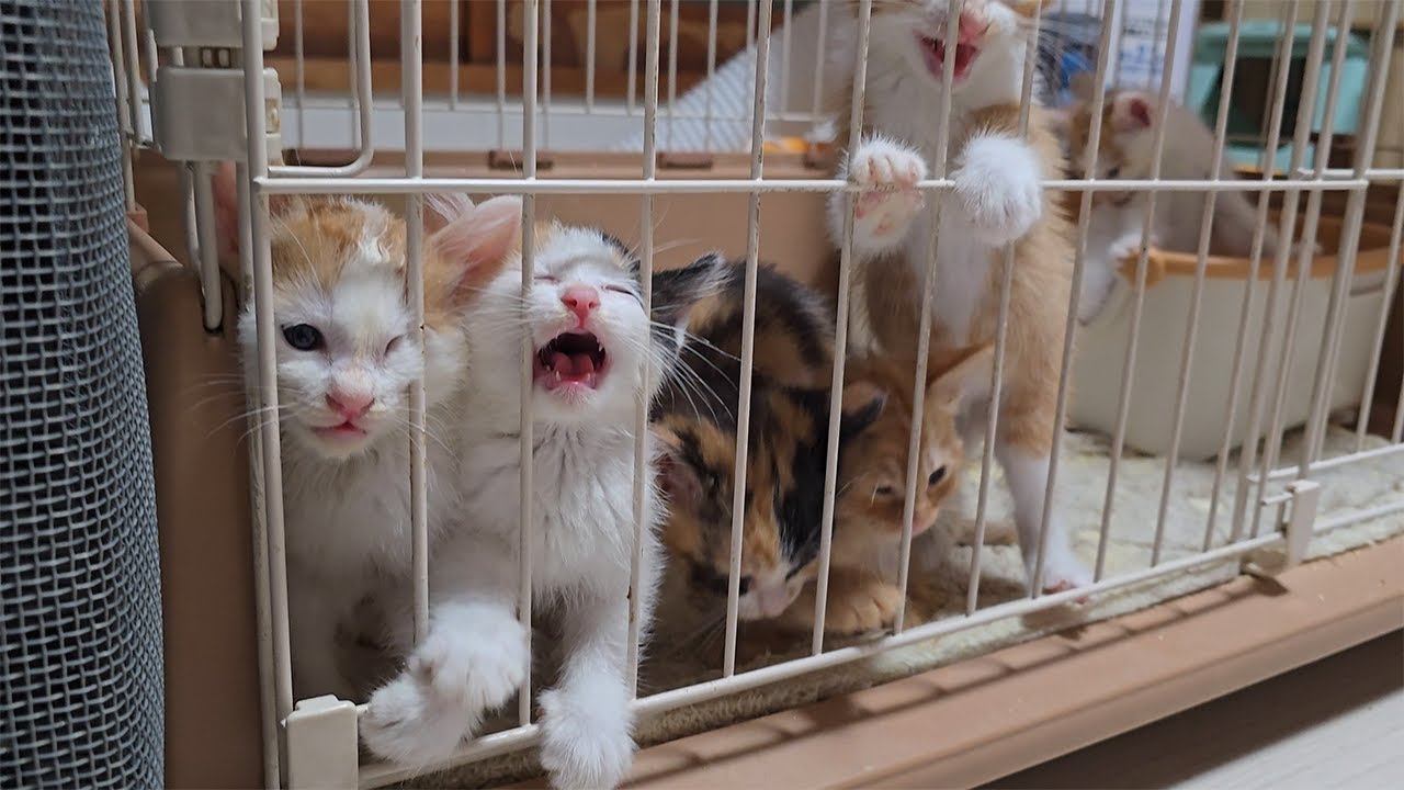 【高画質】一生懸命ご飯を食べる子猫たちkittens eating food【癒し動画】