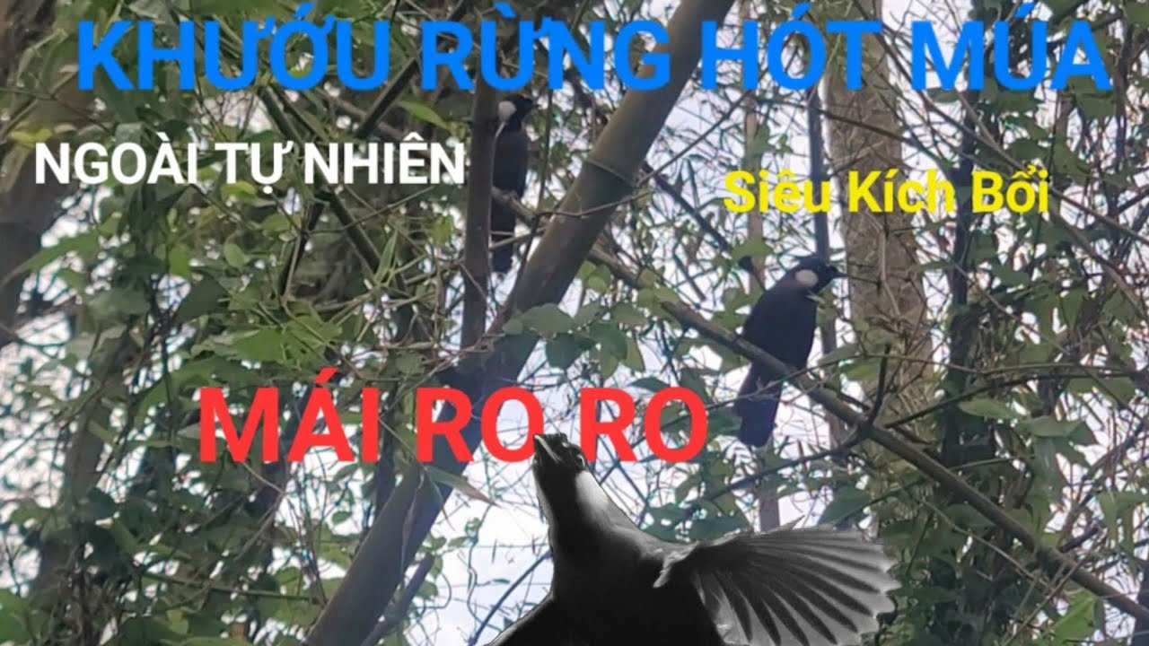 Khướu Trống Mái rừng hót múa ngoài tự nhiên/ POKSAY VIỆT 