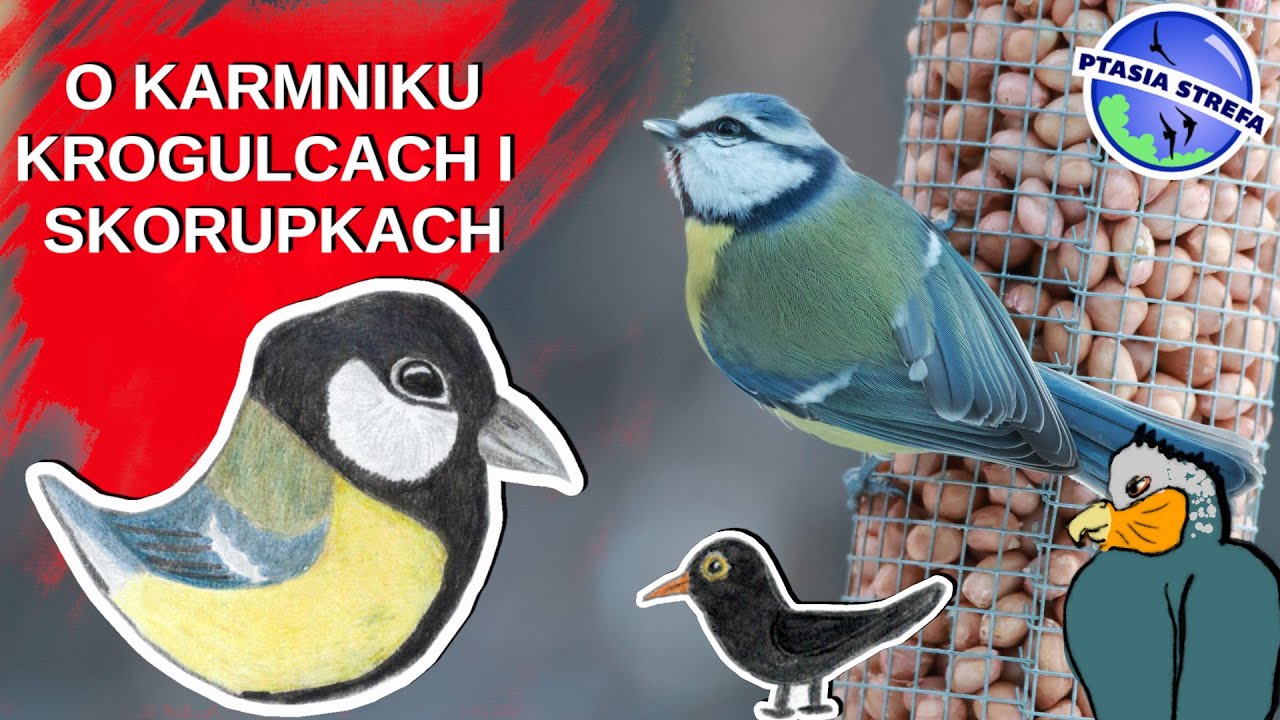 O dokarmianiu , krogulcach i gryzoniach.