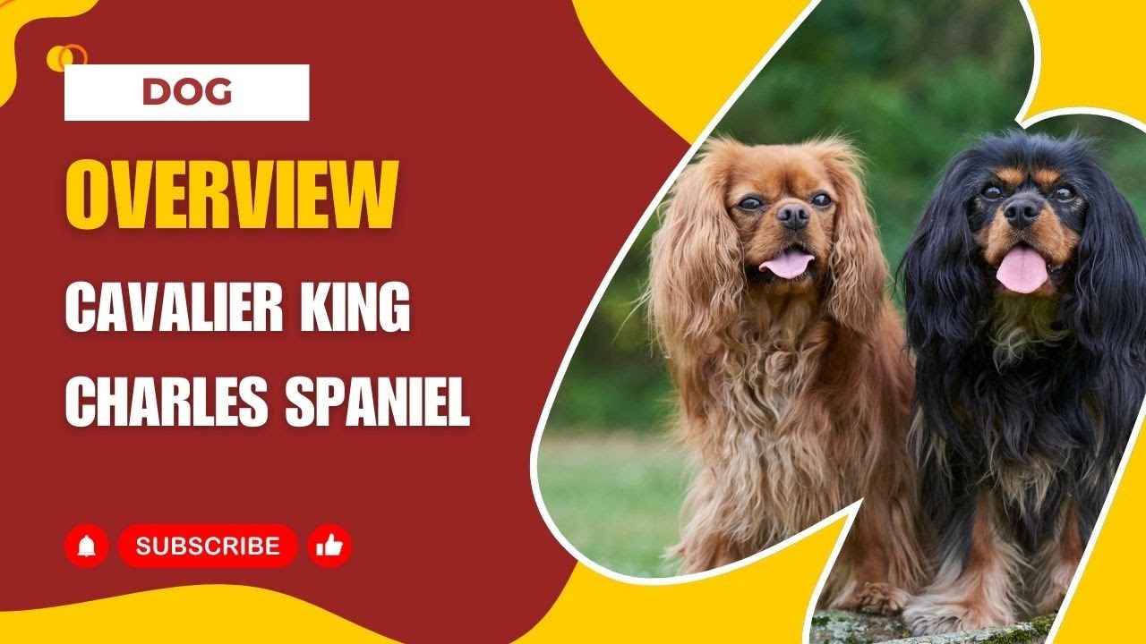 Cavalier King Charles Spaniel: Royal Charm and Affectionate Personality | Total Pet Tales
