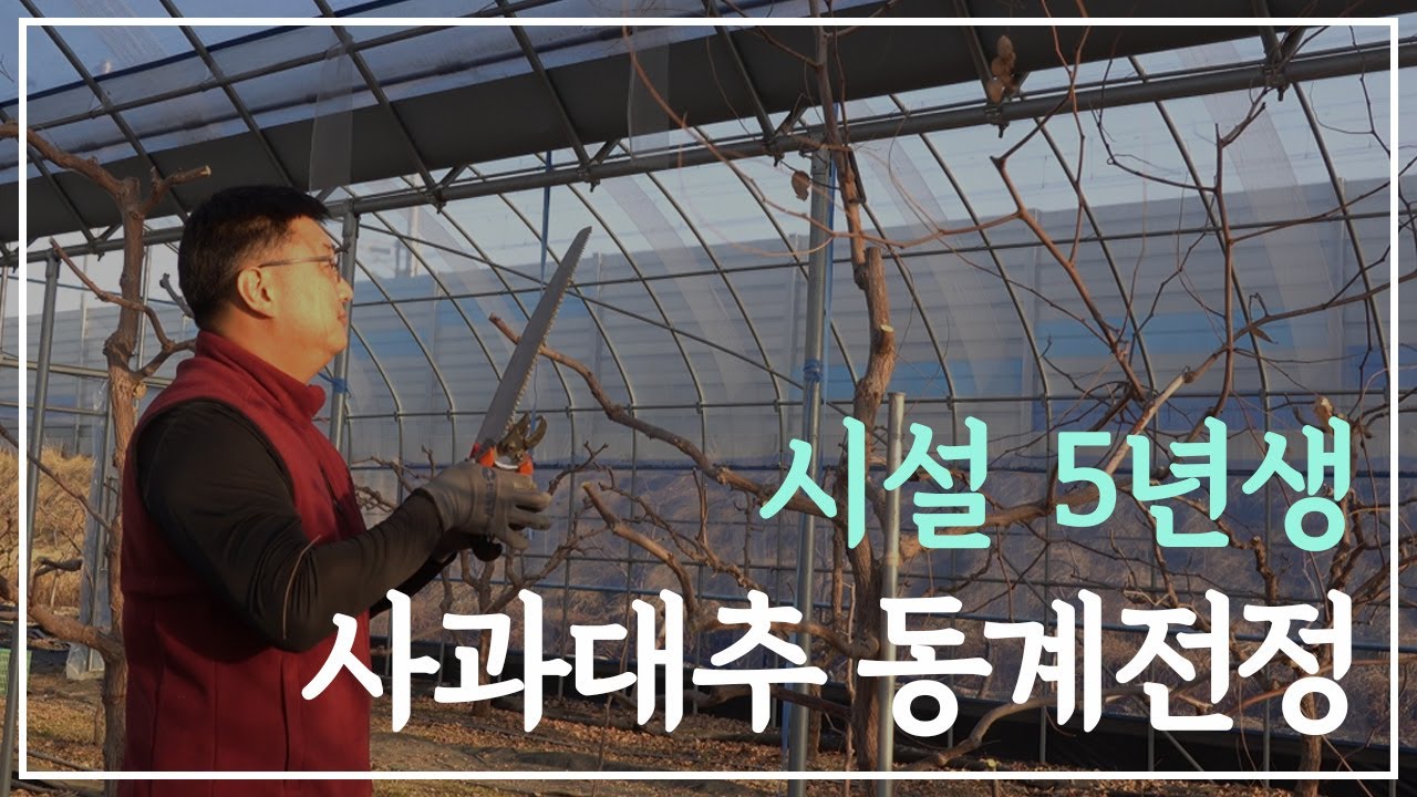 사과 대추 5년생 시설(하우스) 동계 전정법