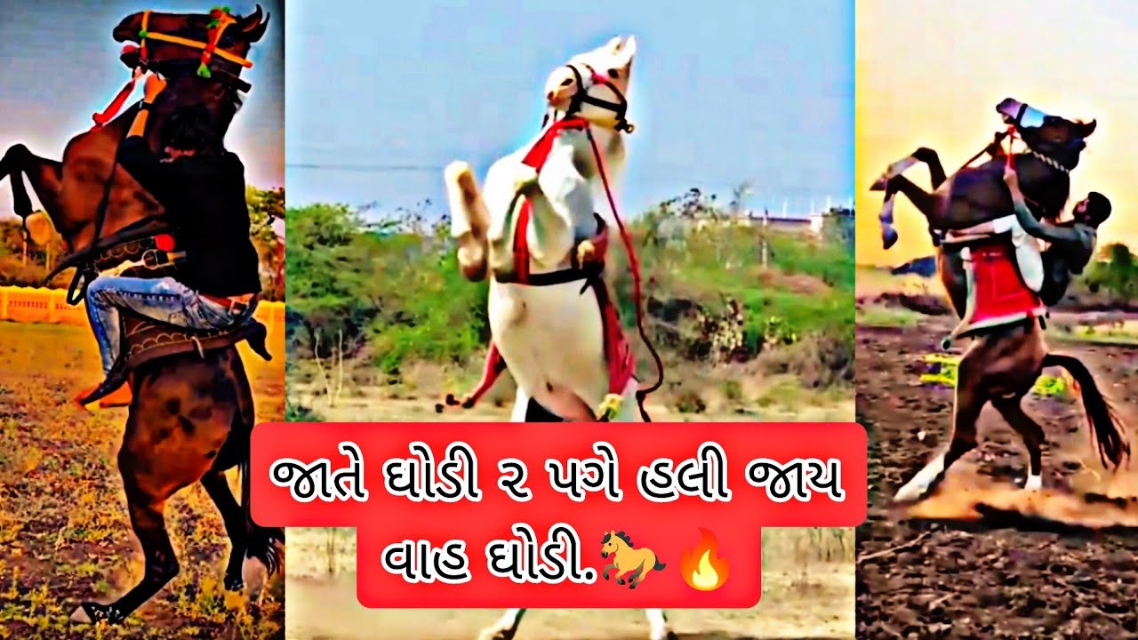 Kathiyawadi Horses video Horse video ghoda na video horse riding #horse #horselovers .🐎🔥