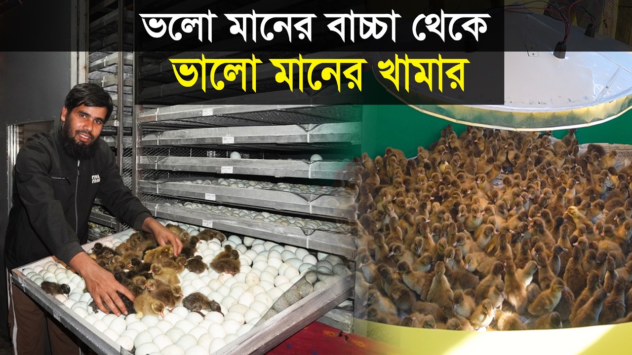 ভালো মানের বাচ্চা থেকে ভালো মানের খামার | হাঁসের খামার | Duck farming | Khamar Bangla 24.