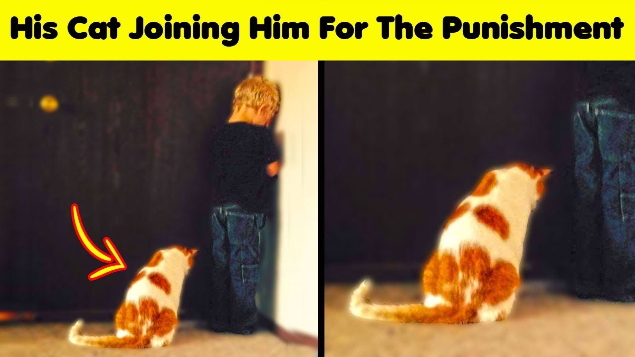 “Meow” Means “Woof” In Cat.