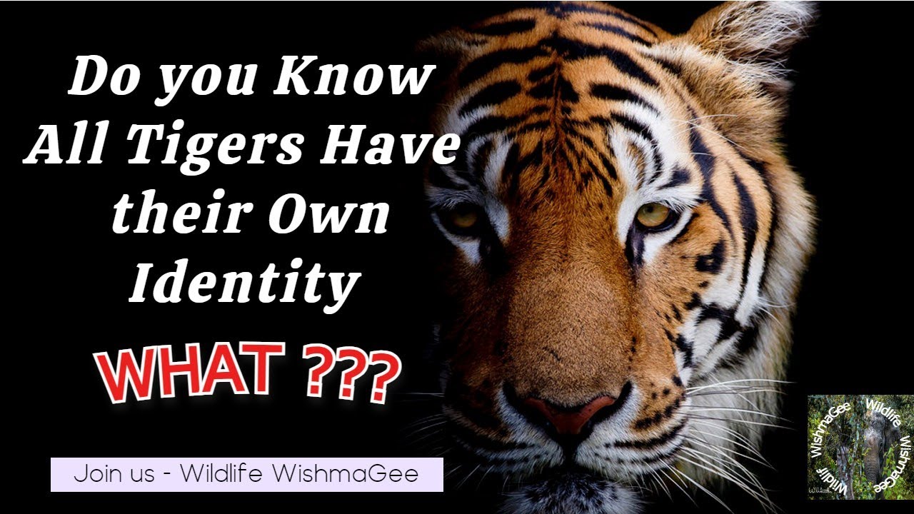Tiger Stripes: Nature's Individual Canvas