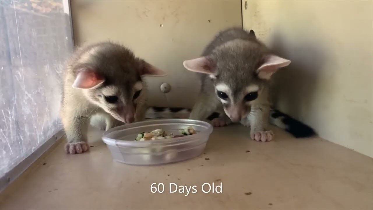 Ringtail Kits Born at the Phoenix Zoo