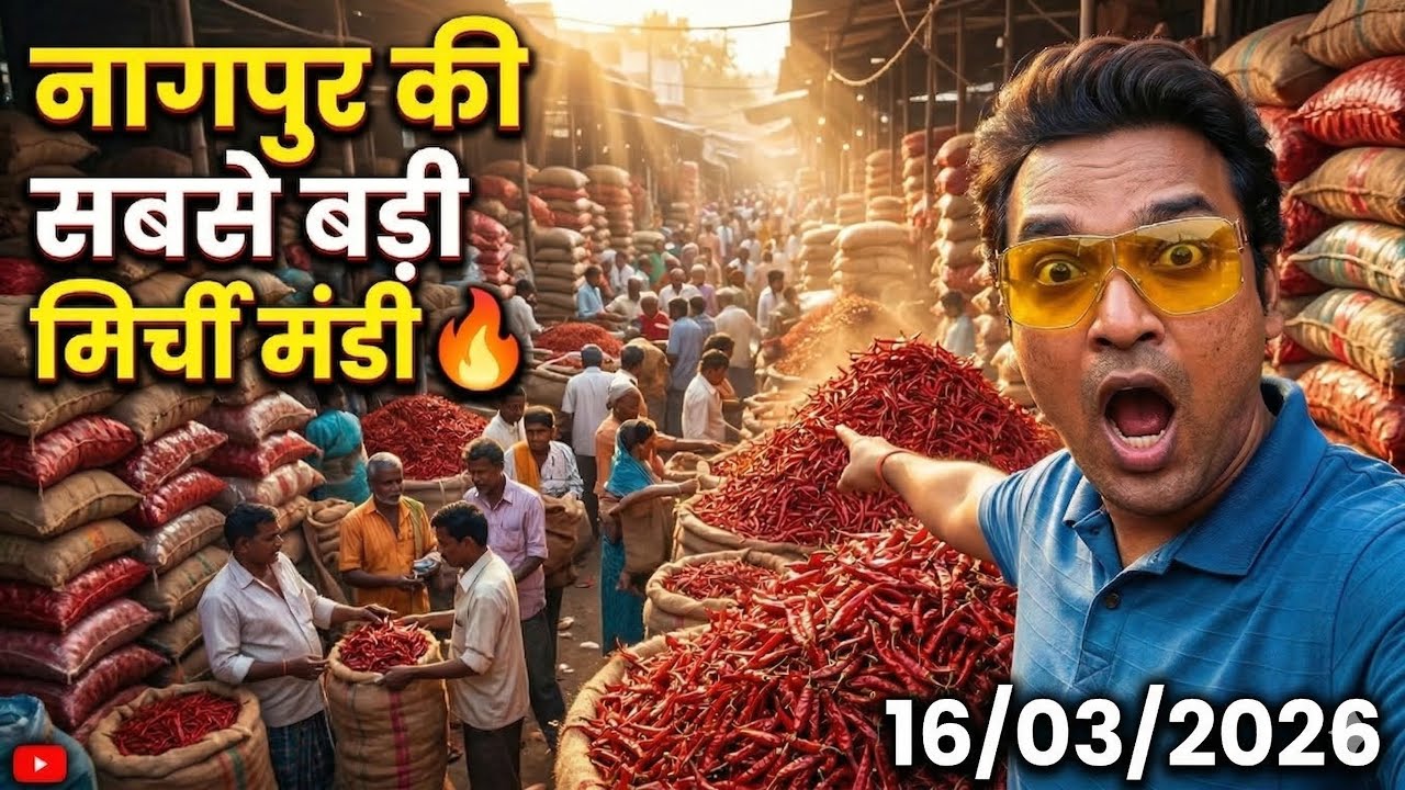 Kalamna ka Mirchi Market Nagpur | Wholesale Chili Market Nagpur| Teja Mirchi/Bhiwapuri Mirchi Market