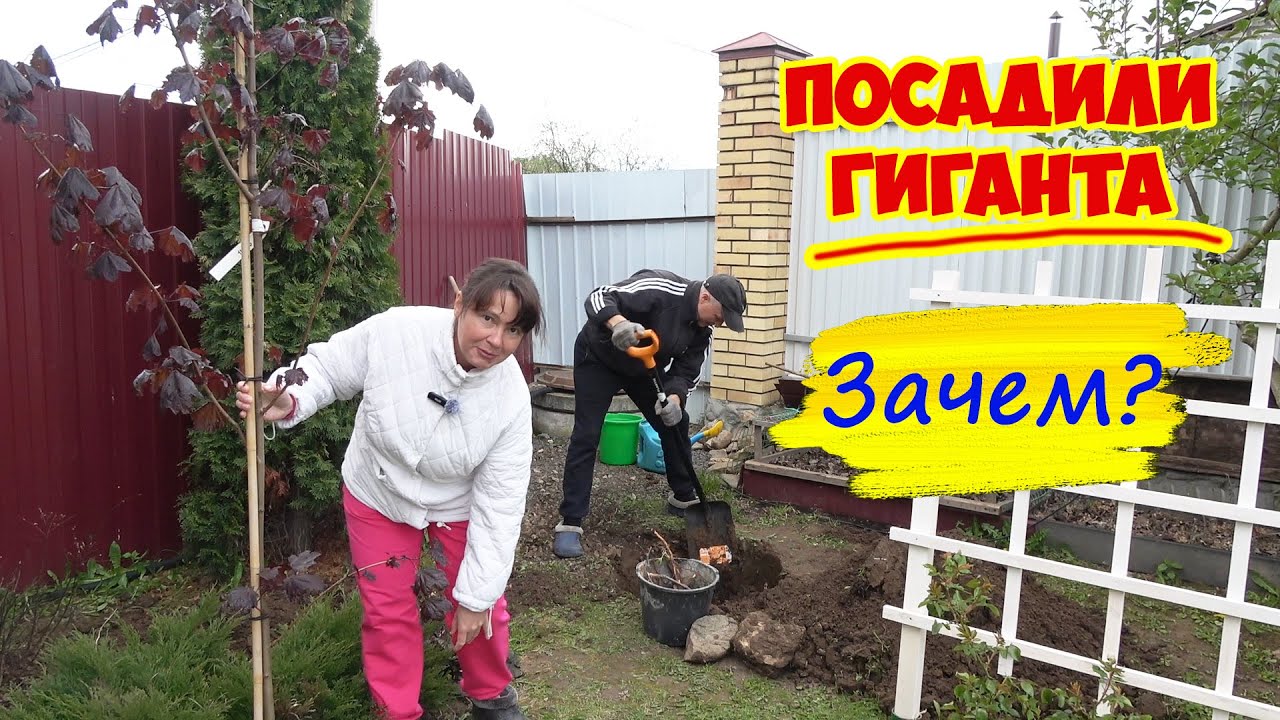 Наш первый КРУПНОМЕР! Зачем мы ЕГО посадили? ПОЛИВ САДА: что мы придумали?