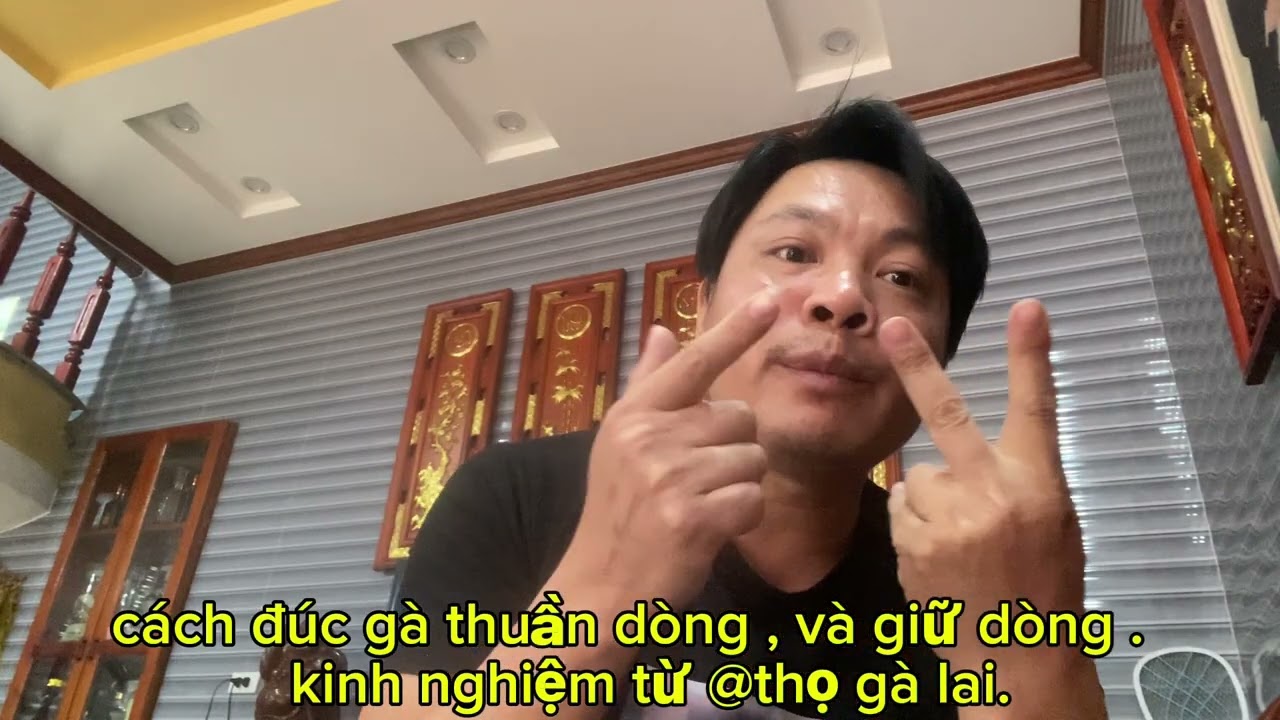 cách đúc gà thuần dòng , và giữ dòng tốt nhất_tintuc24h_kinh nghiệm từ thọ gà lai.