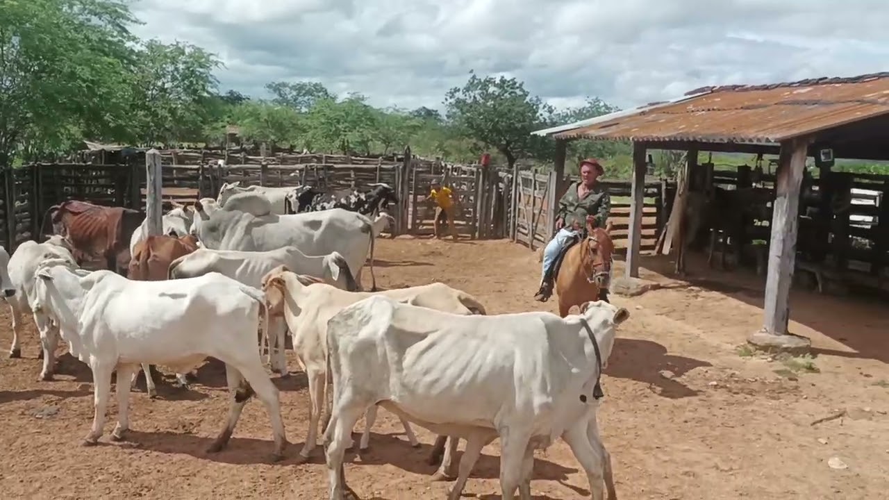 Retornando a Fazenda Santo Antônio, Maracás Bahia 🇧🇷