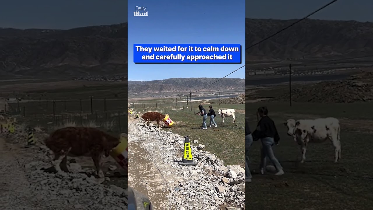 Tourists rescue calf with barrel stuck on its head