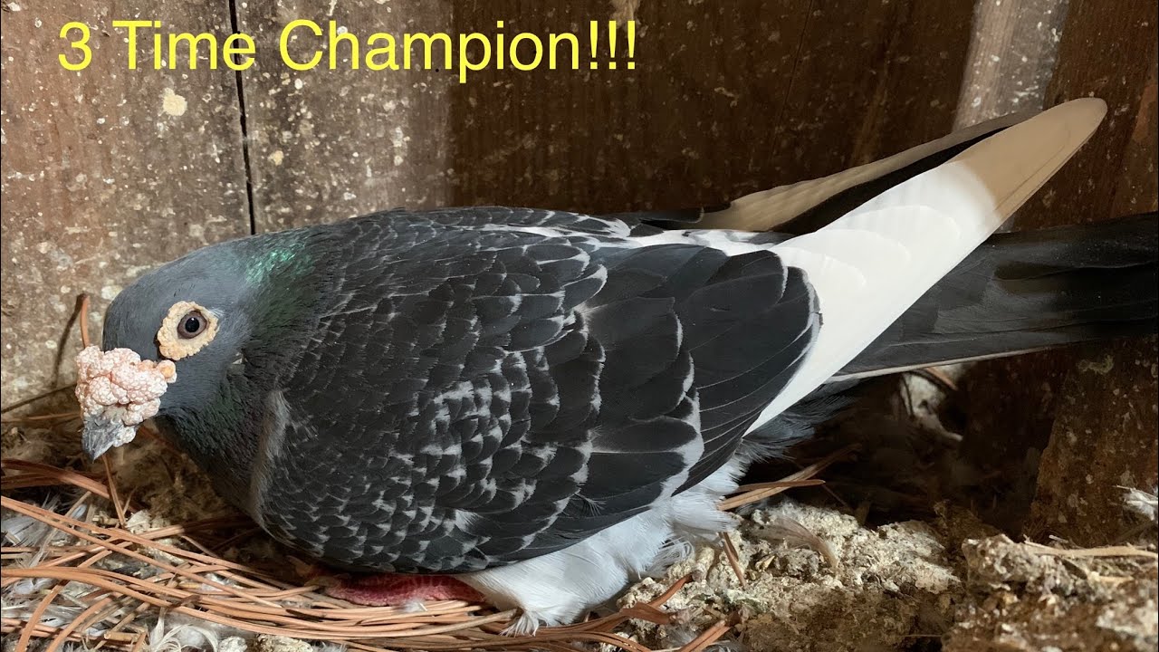 Is My Ace Racing Pigeon Fertile??? (14 Year Old Homing Pigeon)