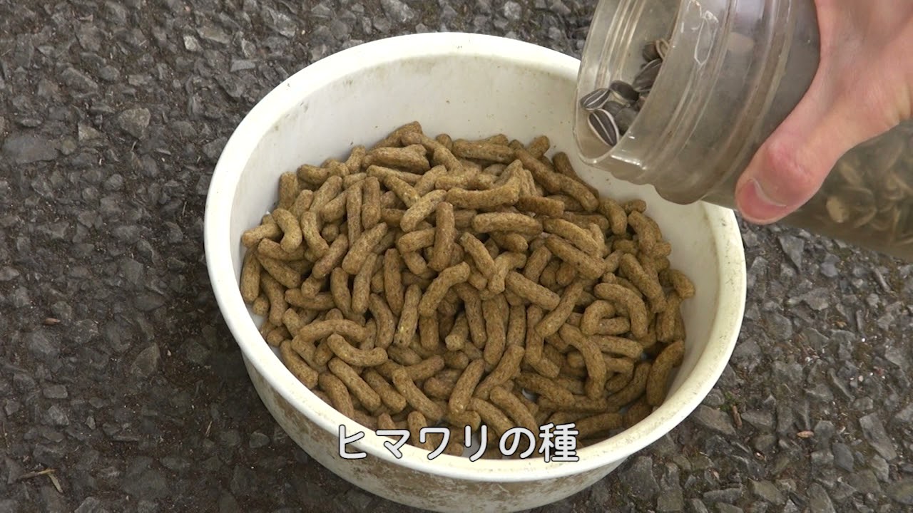 チンパンジーのごはん事情──おやつ編（飼育の日2021、多摩動物公園）