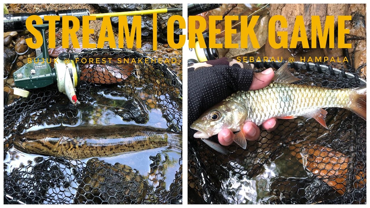 VLOG 60 - Bujuk @ Forest Snakehead #3/2025 | Sebarau @ Hampala #10/2025 [ ABU CARDINAL 33 ]