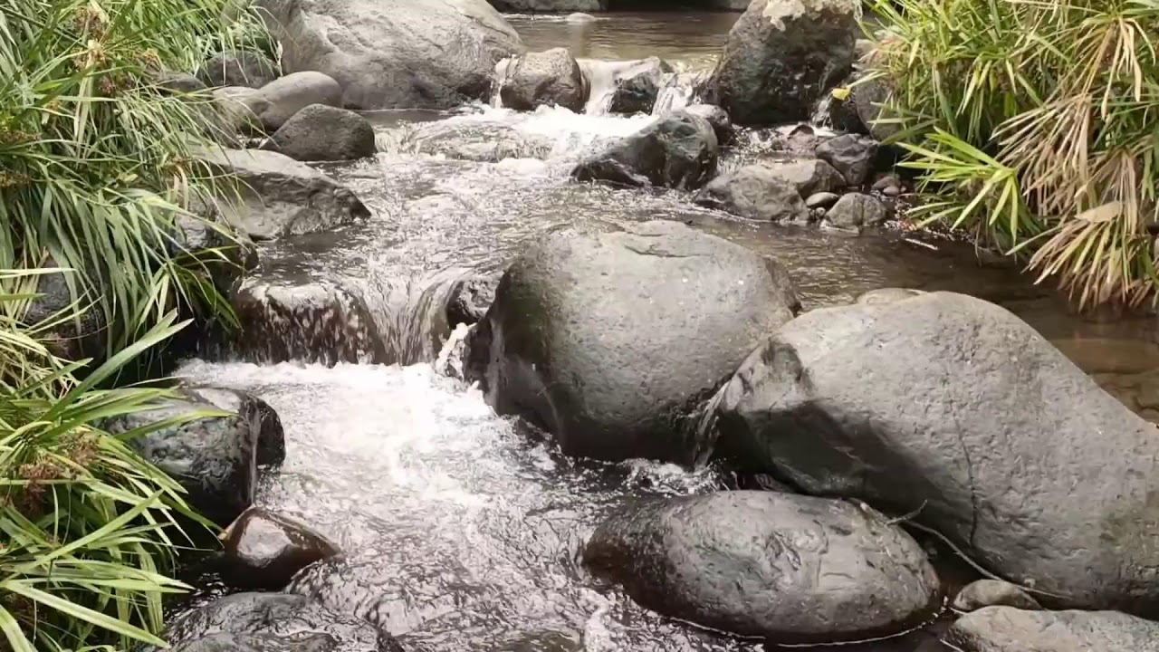 Forest River, Relaxing Nature Sounds l Sleep, Relax and Study Focus