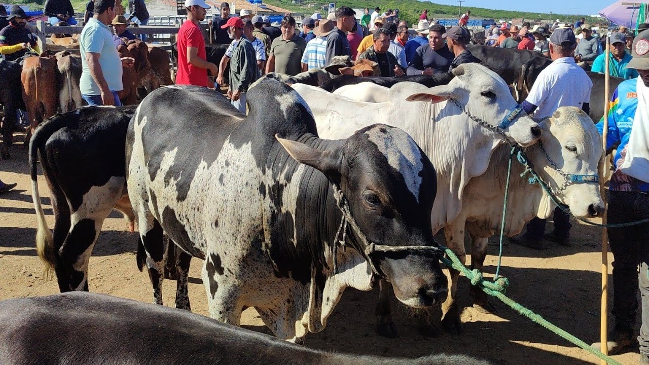 Feira de bezerro de Capoeiras-PE 13/03/26