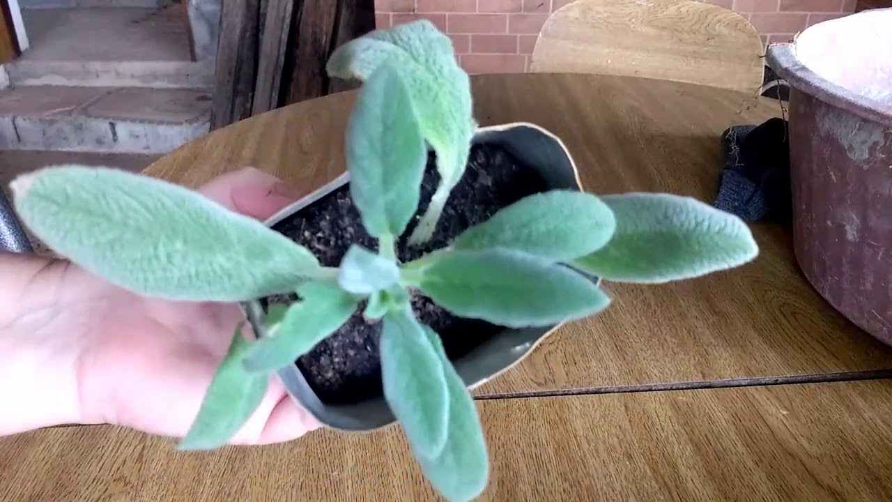 Como plantar peixinho da horta - Essa &eacute; uma  PANC (Plantas Aliment&iacute;cias N&atilde;o Convencionais)