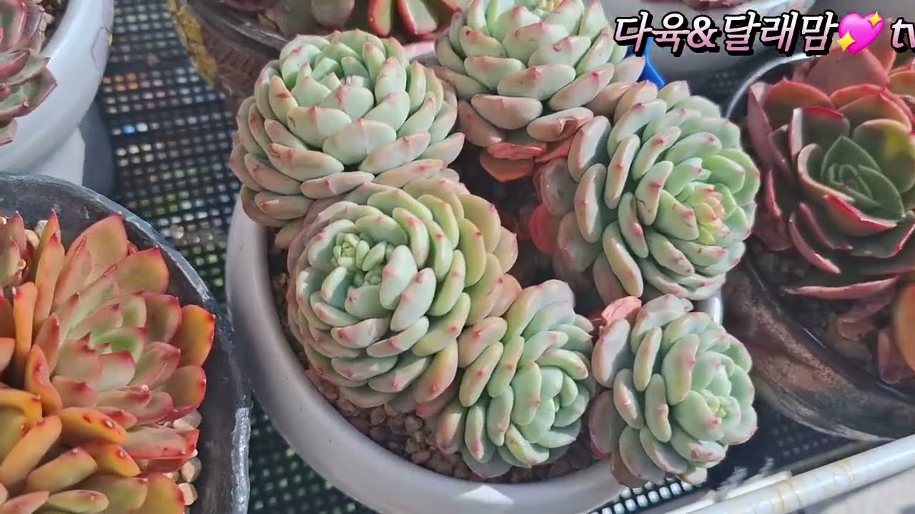 난간 다육 모처럼 햇빛보고 빛이 납니다 #succulent #다육식물 
