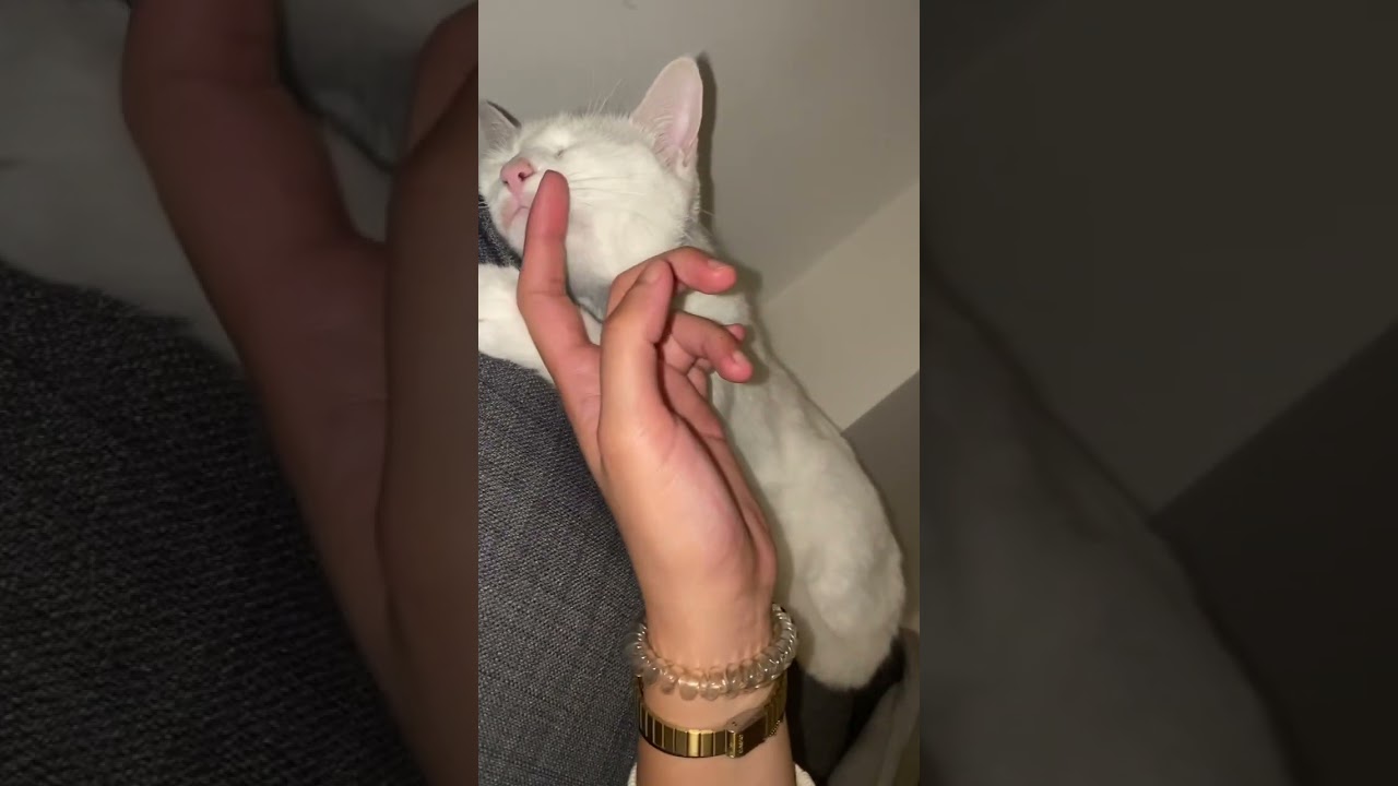 Enjoy some gentle pets #pets #cat #contentcreator