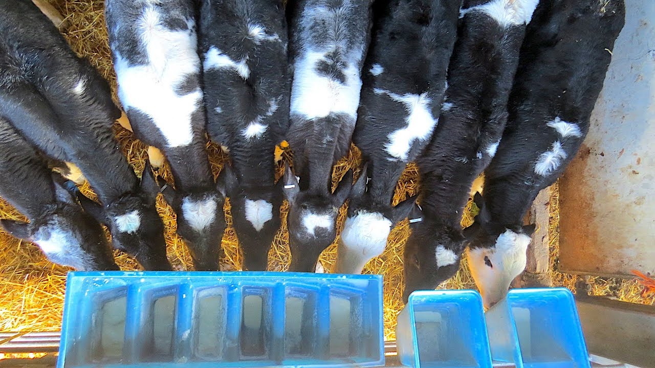 Feeding The Calves