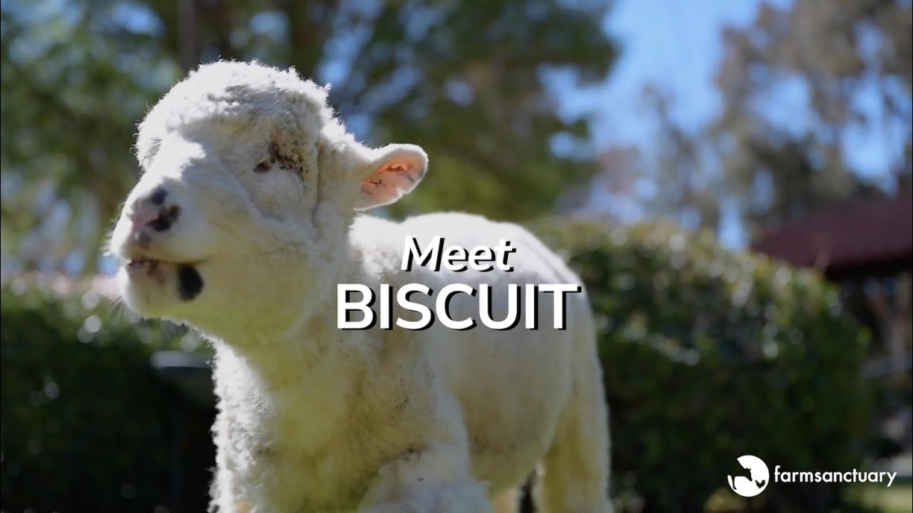 Meet Biscuit: Teen Rescues Blind Sheep from Slaughter
