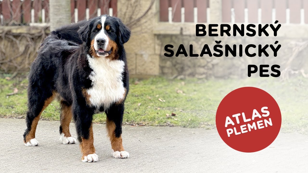 🐶 Bernský salašnický pes - Atlas plemen - Tlapka TV