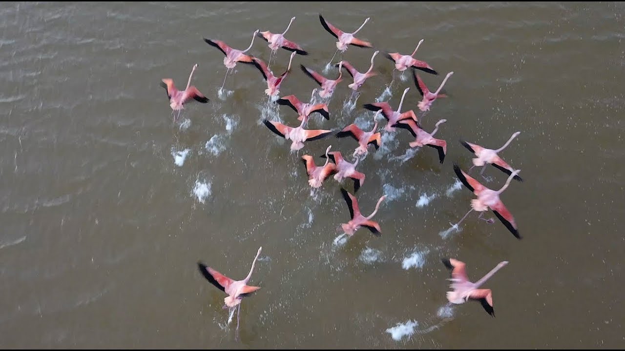 flamingos yucatan mexico celestun drone 4k