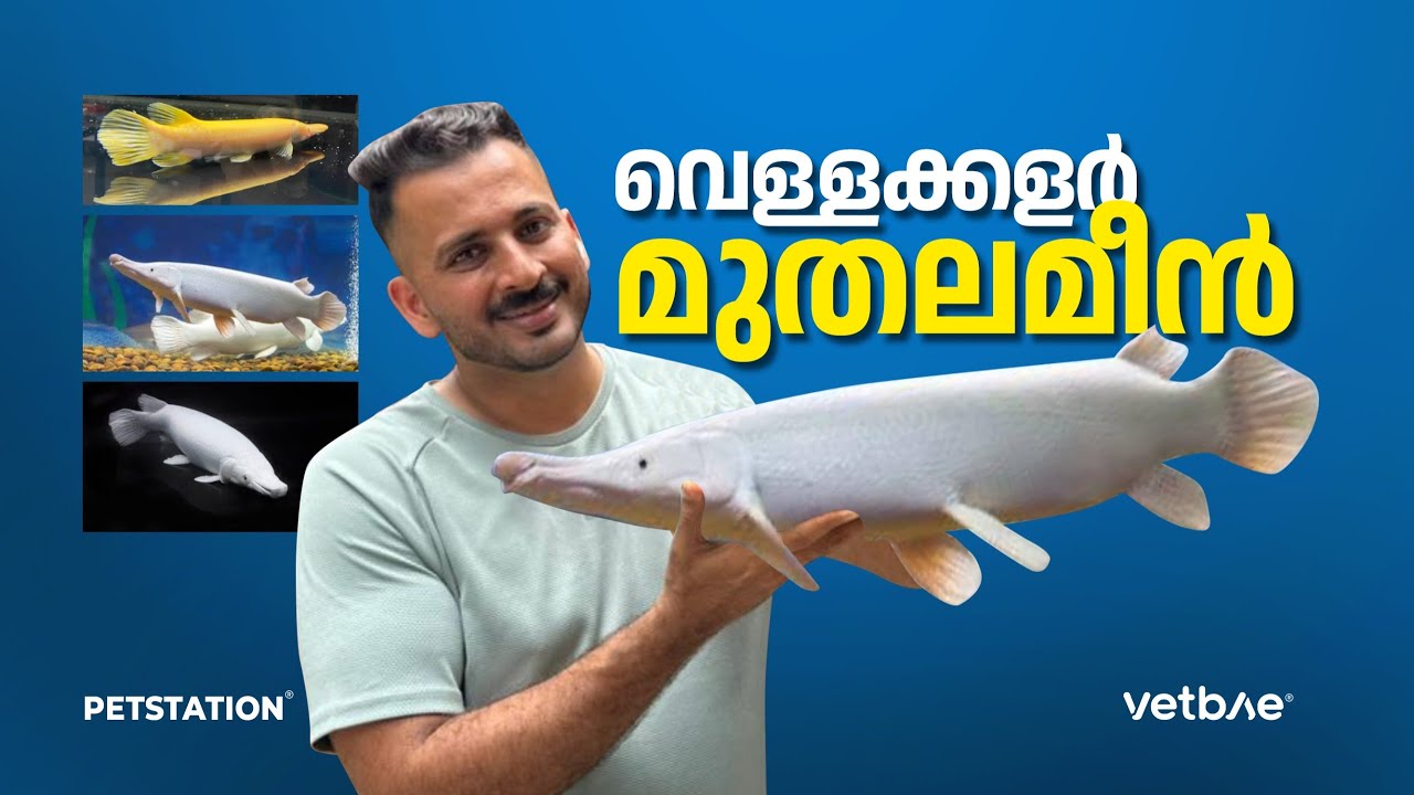 മുതലയെപ്പോലുള്ള മീനിന്റെ വില അറിയാമോ??