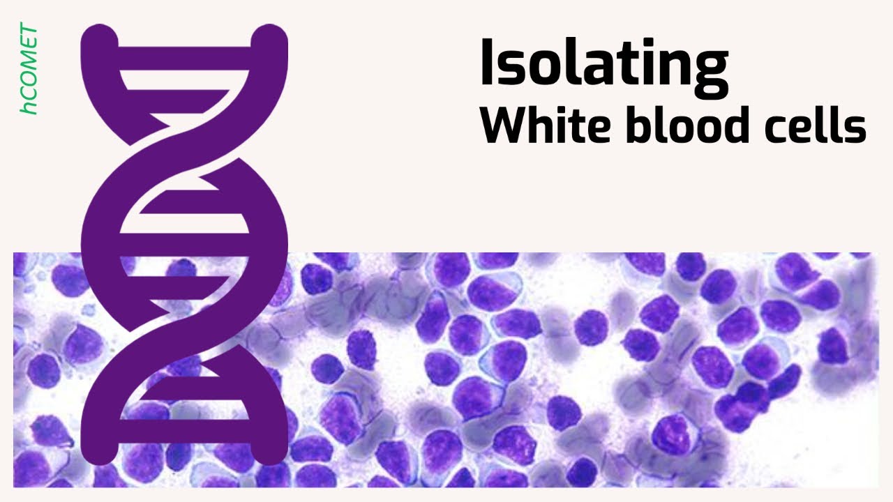 Isolating White Blood Cells // Protocol Tutorial