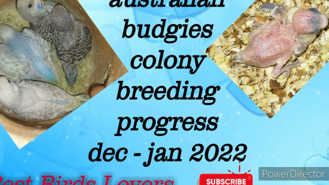 Australian Budgies Colony Breeding Progress