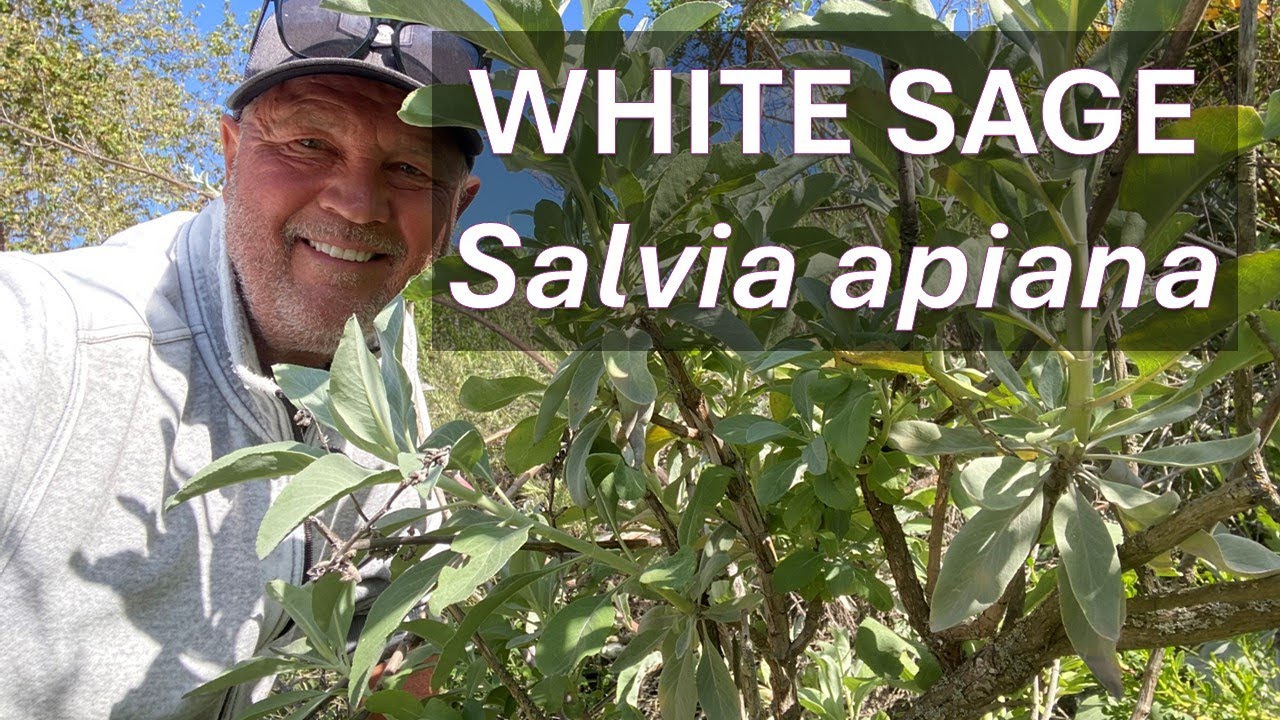 WHITE SAGE Salvia apiana in Coto de Caza, Orange County, CA