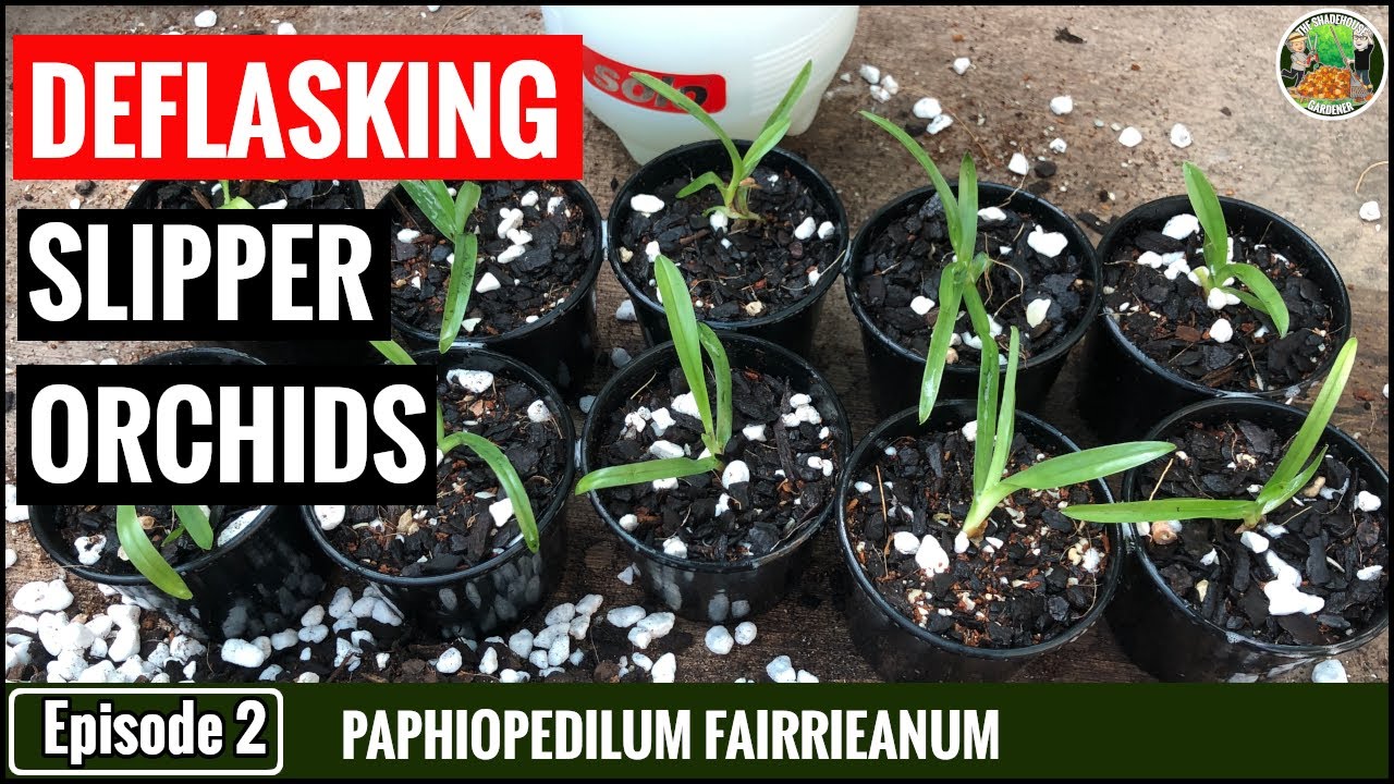 Deflasking Paphiopedilum fairrieanum Seedlings - Part 2
