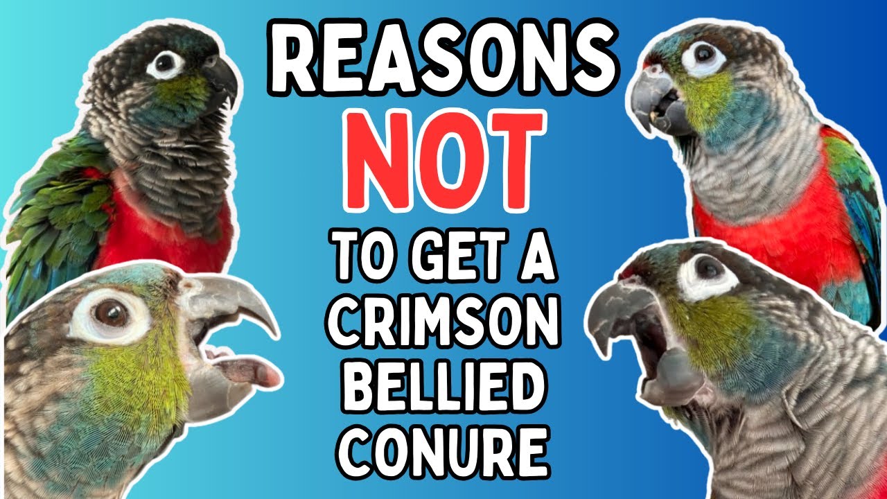 Crimson Bellied Conure Pets - Reasons NOT To Get A Crimson Belly Conure | TheParrotTeacher