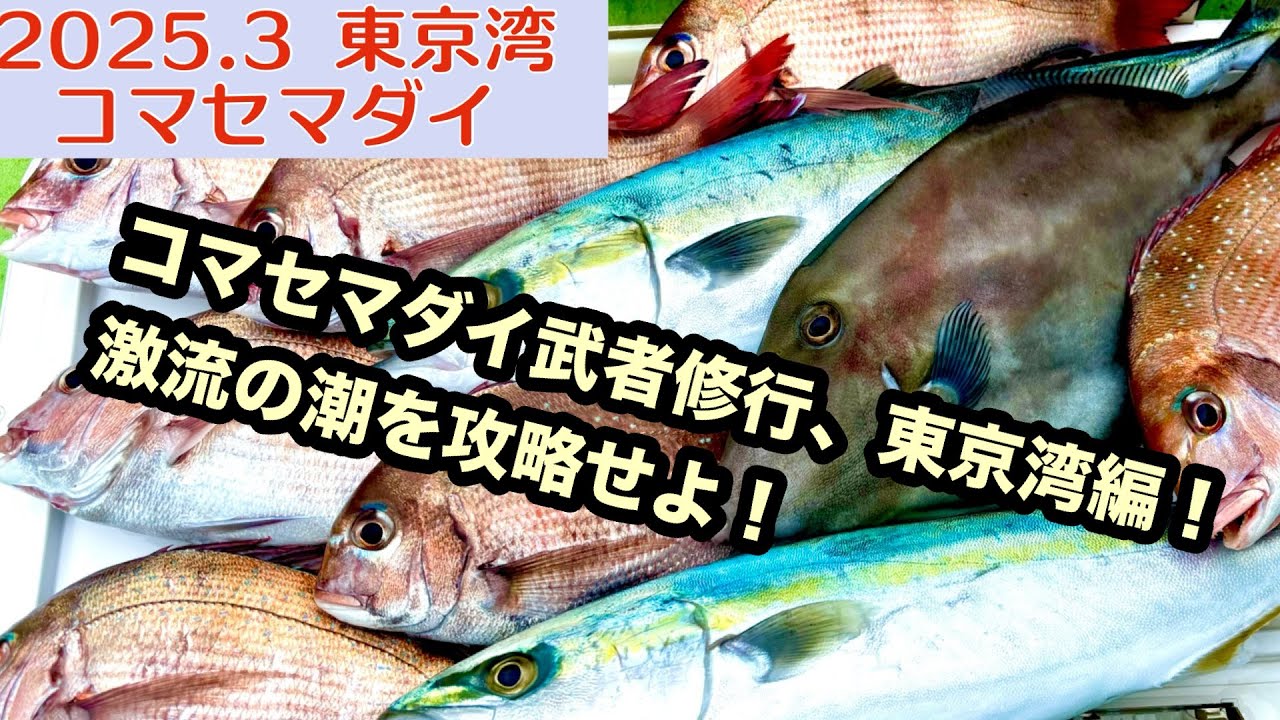 東京湾コマセマダイ！激流の潮を攻略せよ！