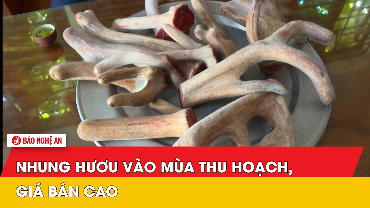 Nhung hươu vào mùa thu hoạch, giá bán cao