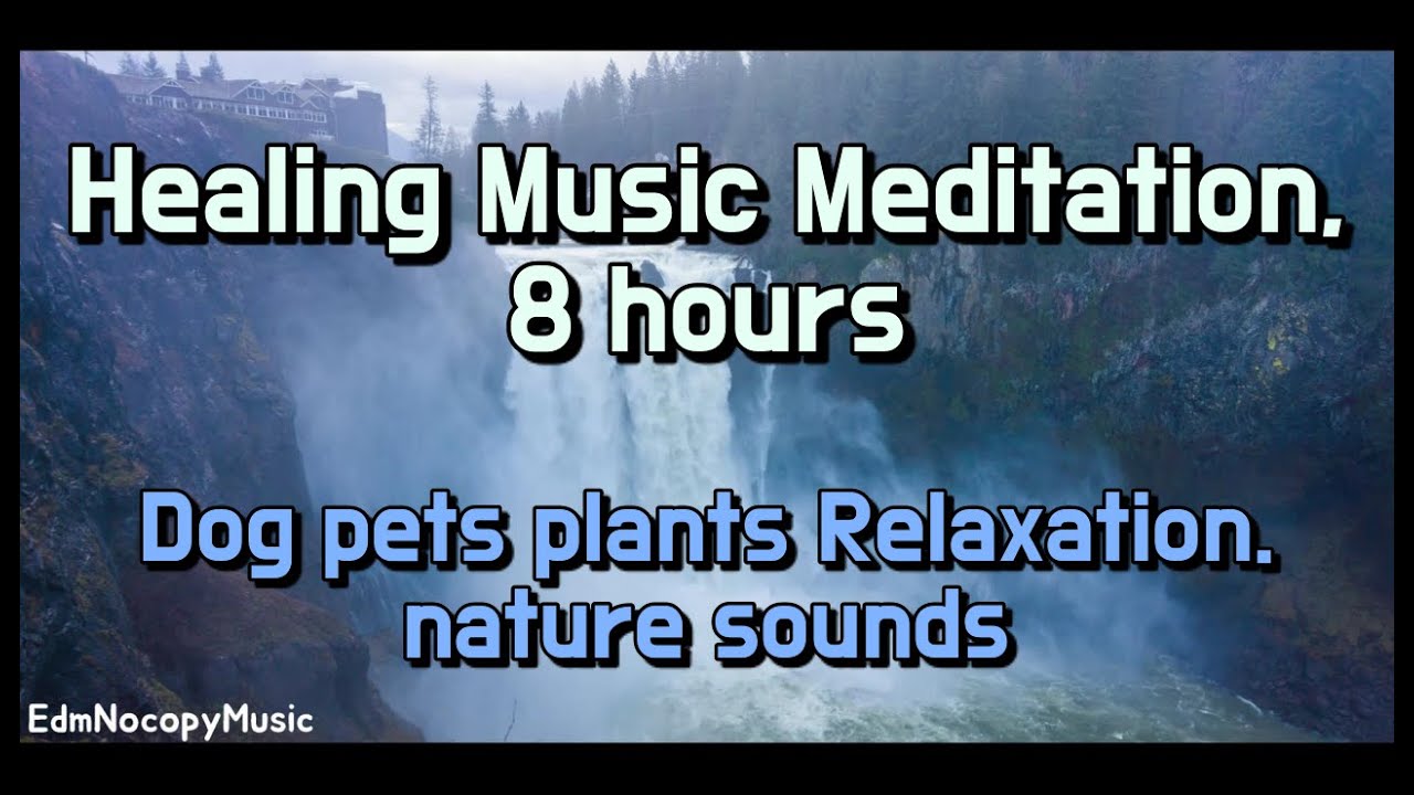 Healing Music Meditation, therapy, sleep, Dog, plants Relaxation, nature sounds