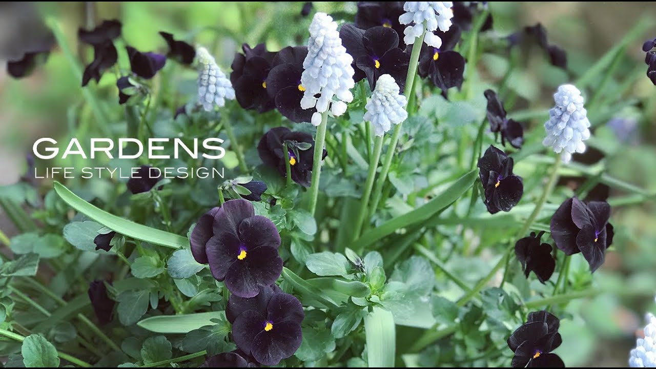 【GARDENSレッスン】ビオラとムスカリの寄せ植え | ウインターシーズンのコンテナガーデン | winter gardening lesson | GARDENS LIFE