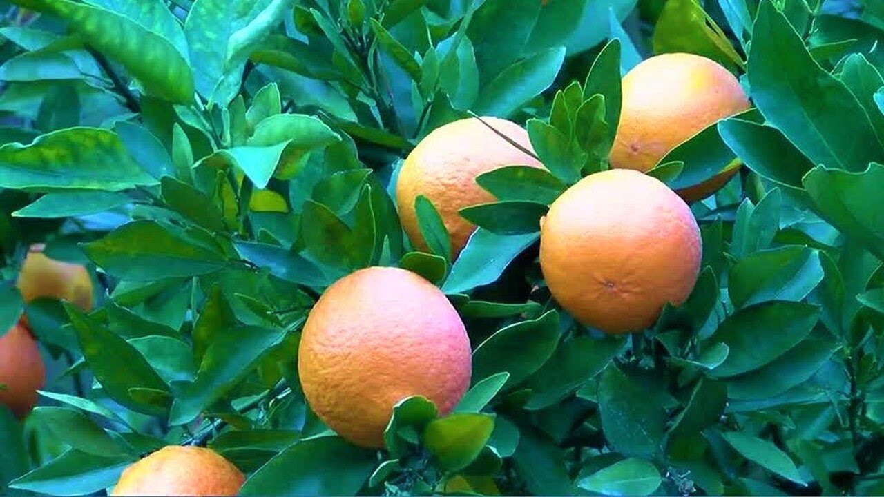 Citrus growing in South Georgia an option due to climate change, according to Bulloch. Co farmer