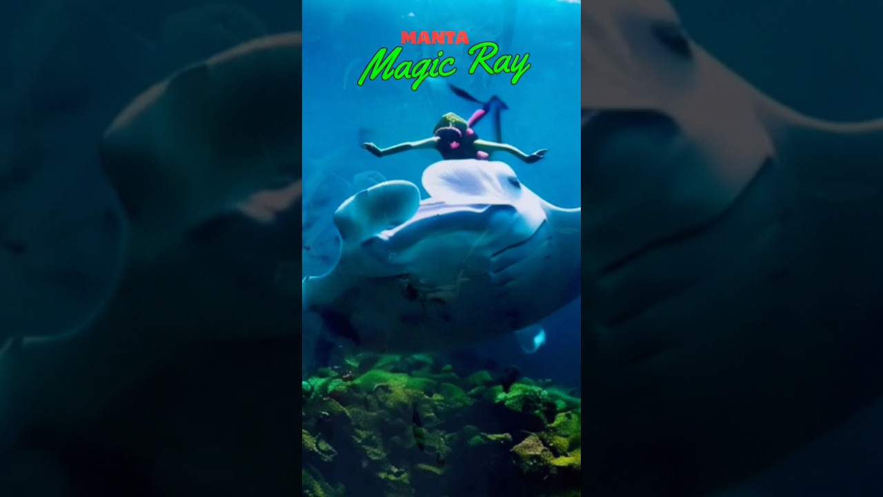 The Magic Manta Ray Revealed 
