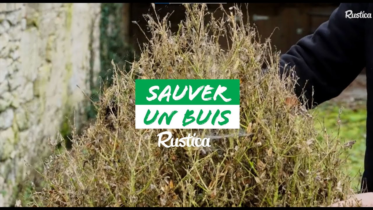 Faire repartir un buis après une attaque de pyrale