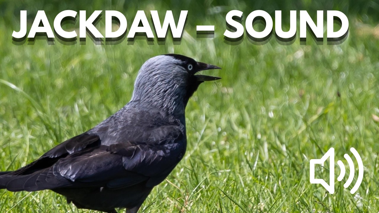 Bird Sound Library | Eurasian Jackdaw &ndash; Bird Calls & Sounds (Nature Sounds)