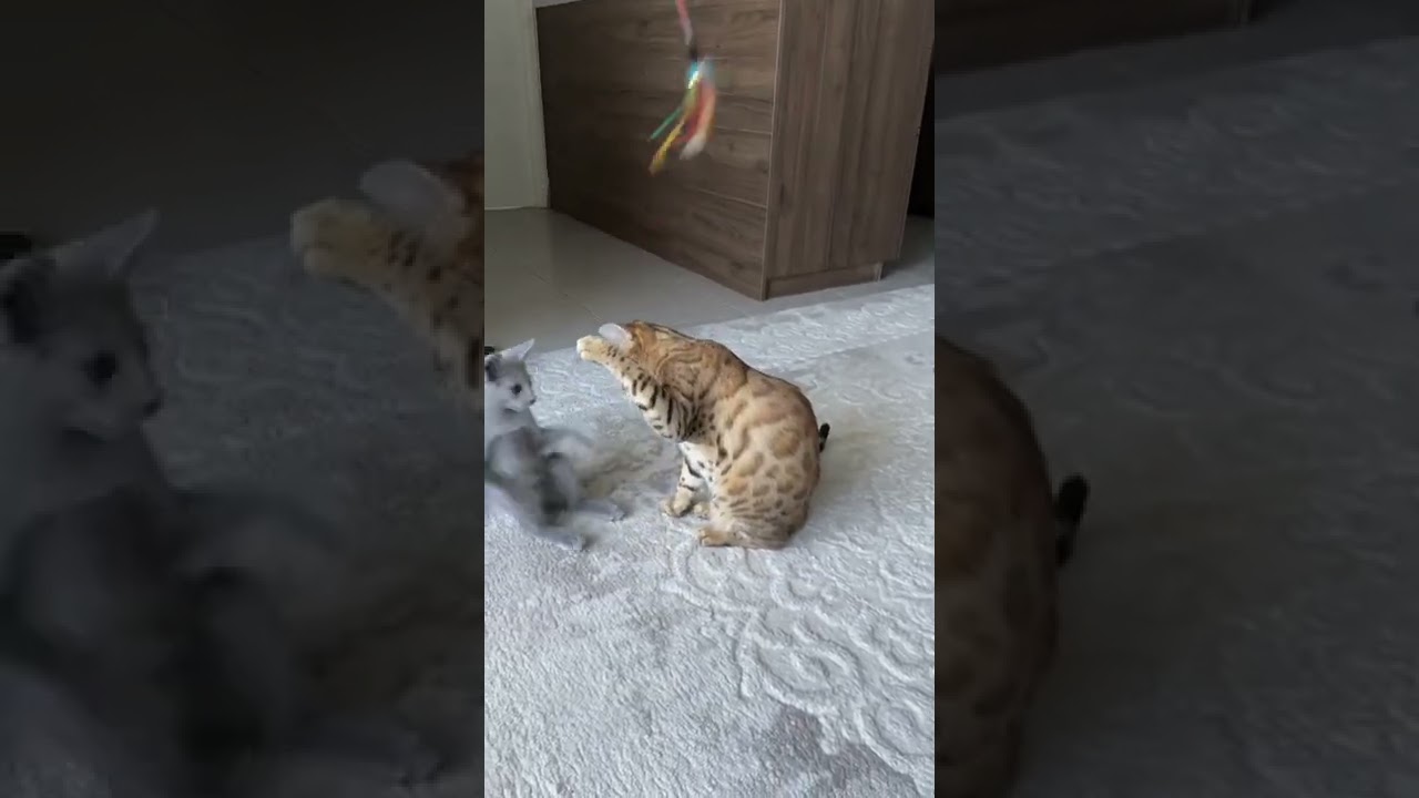 Bien essay&eacute; pour le chaton bleu russe mais il ne fait toujours pas le poids face &agrave; la bengal 🤣