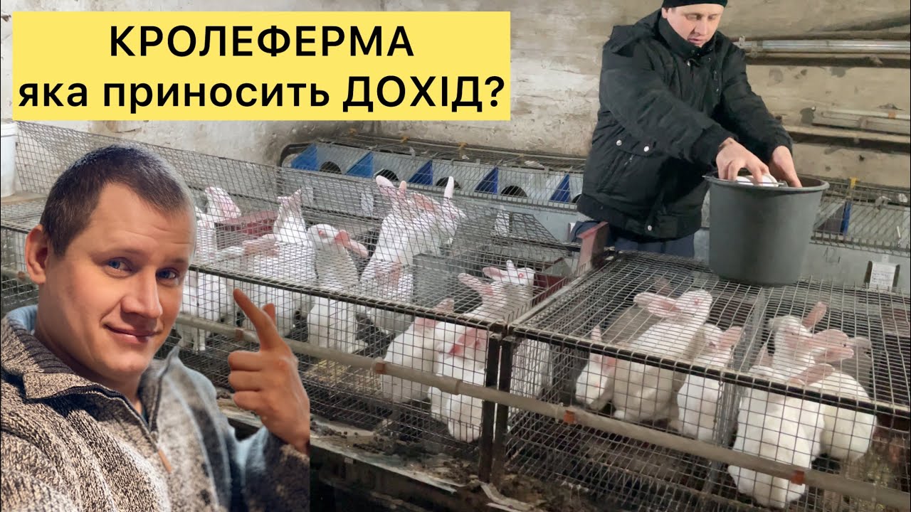 КРОЛЕФЕРМА ЯКА ПРИНОСИТЬ ЗАДОВОЛЕННЯ ТА ДОХІД!? СІЛЬСЬКЕ ЖИТТЯ, РАНКОВЕ ВПРАВЛЯННЯ НА ГОСПОДАРСТВІ